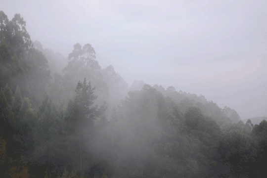 Imagem de fundo com uma floresta e nevoa